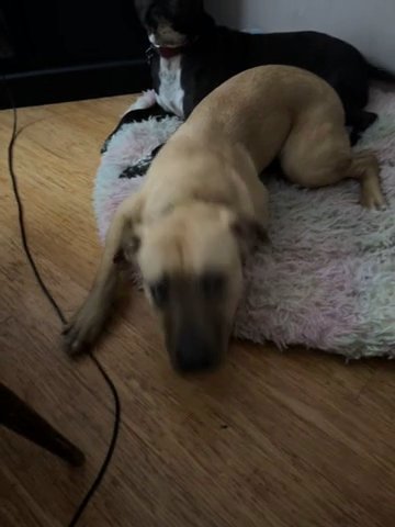 Puppy Rehoming in Bemidji, Minnesota