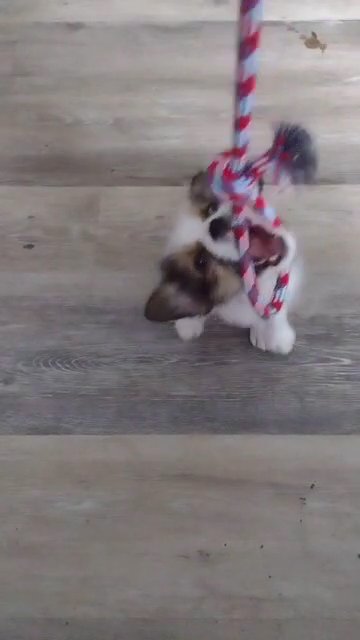 Shorgi puppy for possible rehoming in San Antonio, Texas