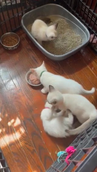 Siamese Kittens Price To Sale in Chicago, Illinois