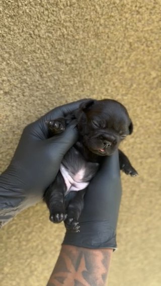 Black Brindle Female Frenchie in San Diego, California