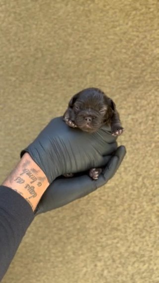 Chocolate & Tan Fluffy Frenchie in San Diego, California