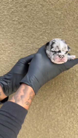 Black Merle Female in San Diego, California