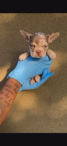 Rojo Merle Male in San Diego, California