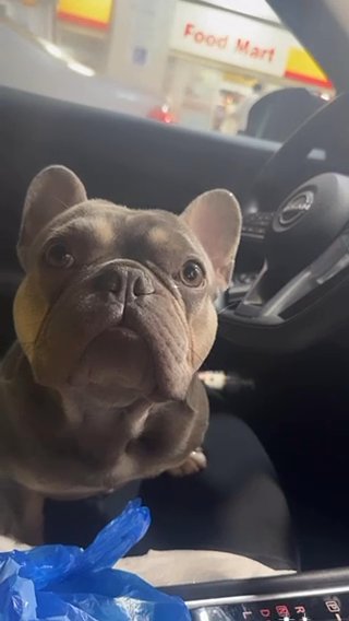 Frenchie in Homestead, Florida