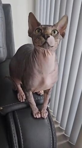 Sphynx Stud Services in New York City, New York