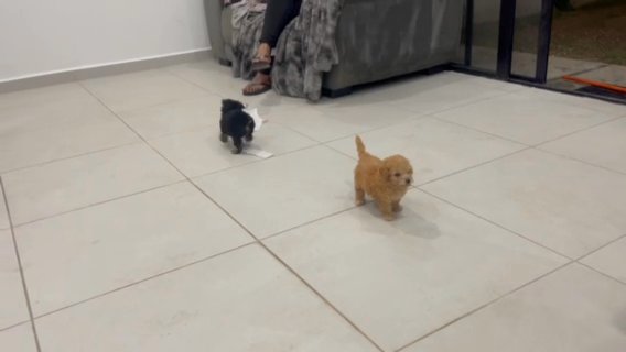 Tiny Toy Poodle in Houston, Texas