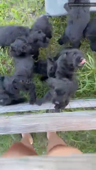 AKC Female Giant Schnauzer Puppy in Sebring, Florida
