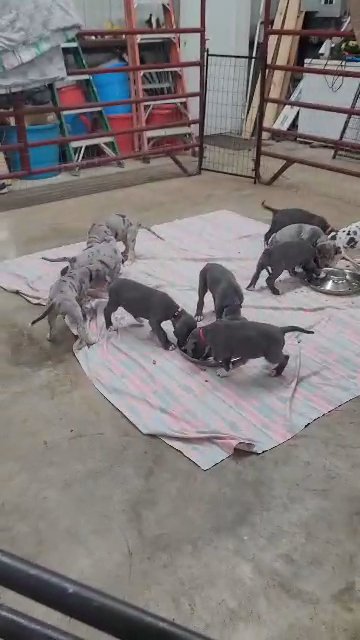 The "z" litter in Houston, Texas