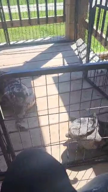 Labahoula Puppies in Sioux Falls, South Dakota