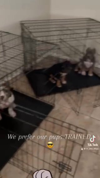 American Bullies in Killeen, Texas