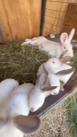 New Zealand/ Californion cross bunnies in Williamsport, Pennsylvania