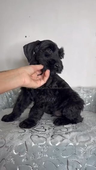AKC FEMALE GIANT SCHNAUZER in Sebring, Florida