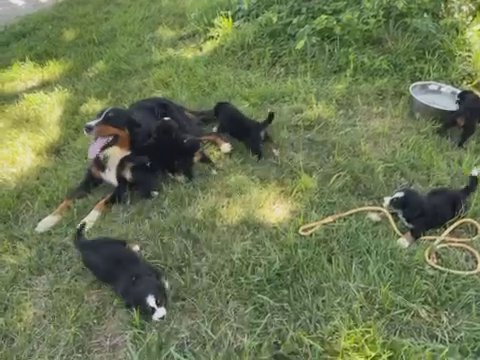 AKC Bernese Mountain Dogs in Quincy, Illinois