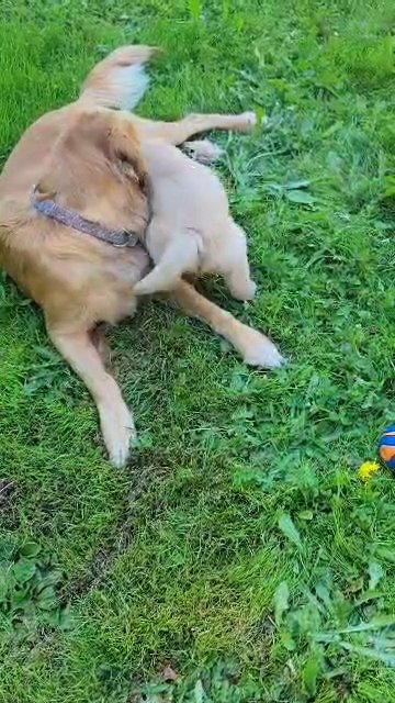 Golden Retriever  Sonny in Port Angeles, Washington