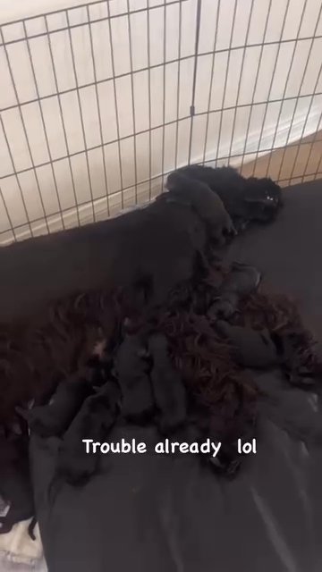Giant Schnauzers!!! in Lake Elsinore, California