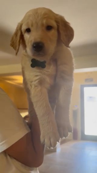 Golden Retriver Puppy in Los Angeles, California