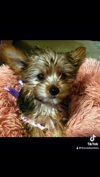Looking For Her Forever Home in New Albany, Indiana