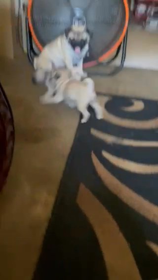 Baby Pugs in Los Angeles, California