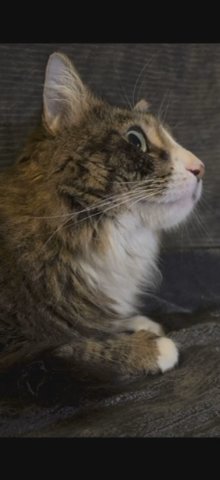 Siberian Tabby cat in Duluth, Georgia