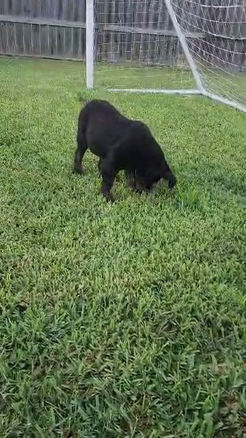 cane corso akc in Humble, Texas