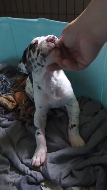 Cruella Harlequin AKC Great Dane Female in Roanoke, Virginia