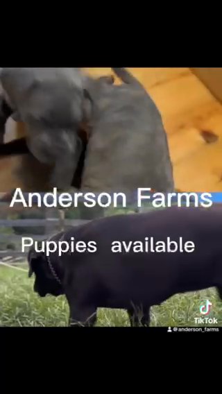 Cane Corso Puppies in Philadelphia, Pennsylvania