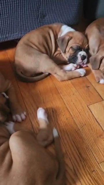 Pure Boxers in West Orange, New Jersey