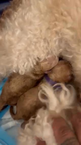 Toy Poodles RESERVED in Houston, Texas