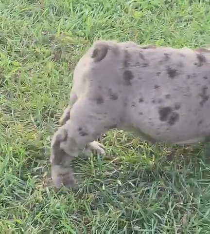 Chocolate Merle in Saginaw, Michigan