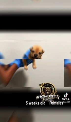 Beautiful American Bully Pups in Richmond, Virginia