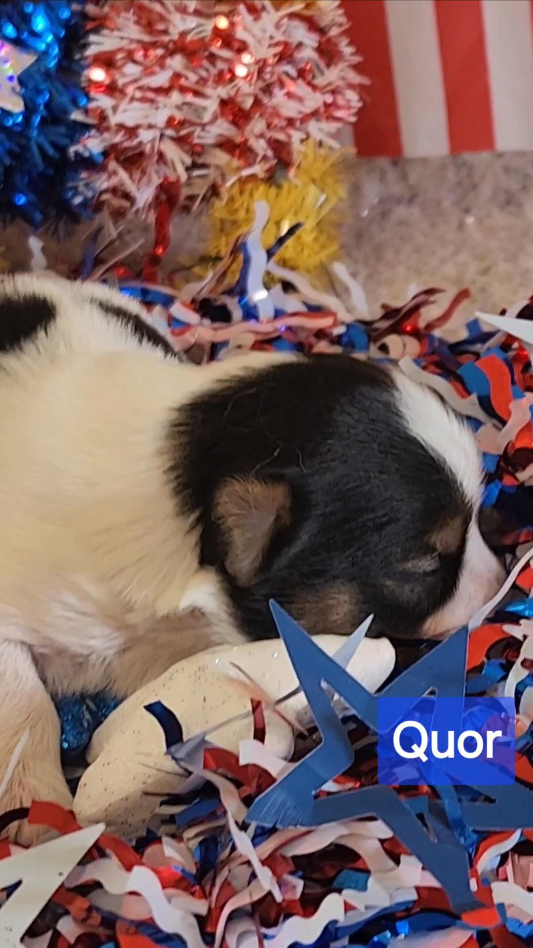 Quor AKC in Washington, District of Columbia