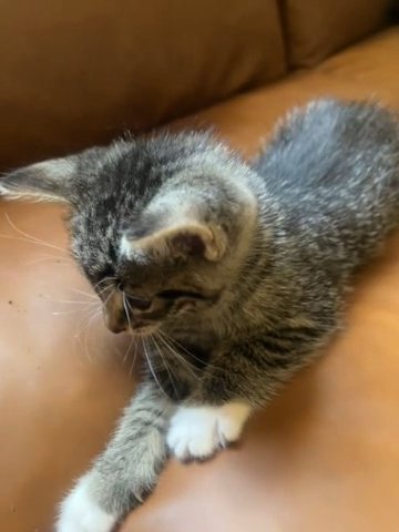 Kitten For Sale in Manassas Park, Virginia