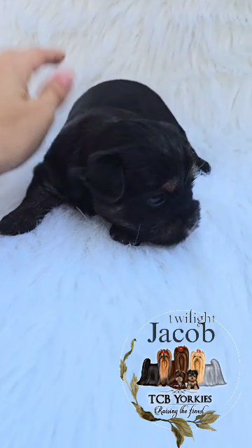 Reduced AKC Yorkie ? Extreme dark traditional in Greenwood, South Carolina