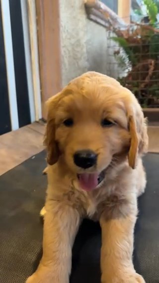 Golden Retriever Puppy in Long Beach, California