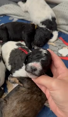 AKC Standard Poodle Puppies in Easton, Maryland