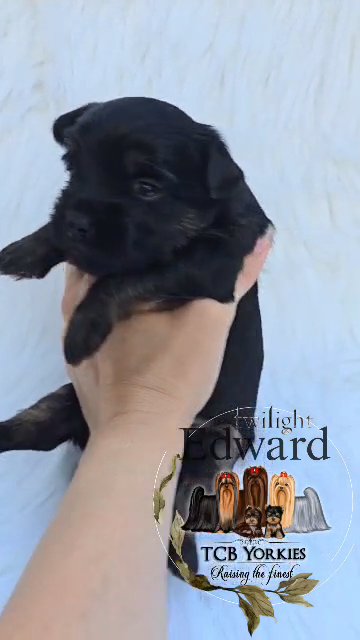Reduced AKC Yorkie ? Extreme dark traditional in Greenwood, South Carolina