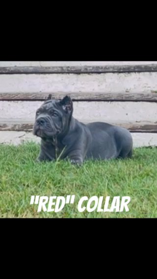 Triple Registered Cane Corsos in Corsicana, Texas