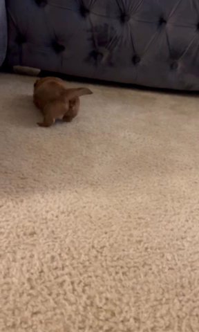 Shihtzu Babies in Jacksonville, Florida