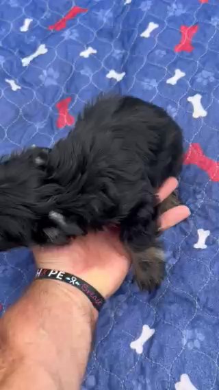 Dark Tradional Yorkie in Lancaster, Ohio