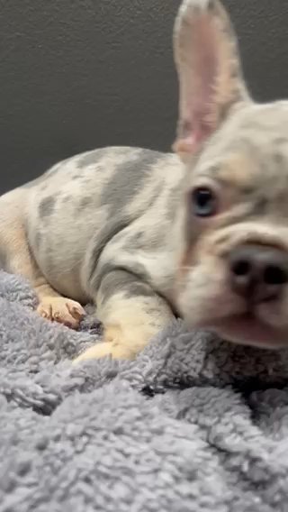 Frenchie Looking For A Forever Home! in West Palm Beach, Florida