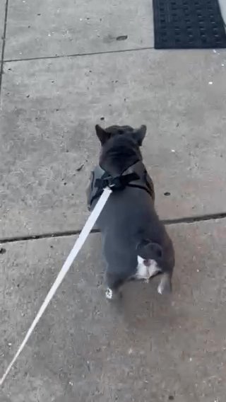 French Bulldog in Dallas, Texas