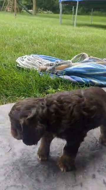 Sasha in Goshen, Indiana
