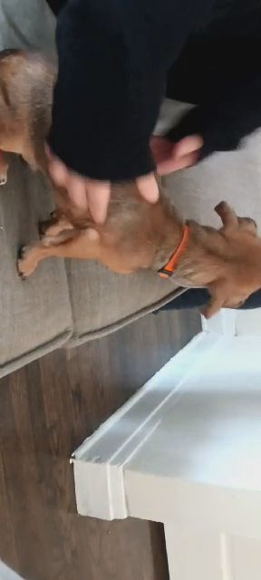 Our lil Peanut needs new loving family in Chicago, Illinois