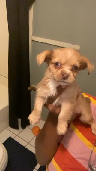 Help Willow Find Her Forever Home in Las Vegas, Nevada