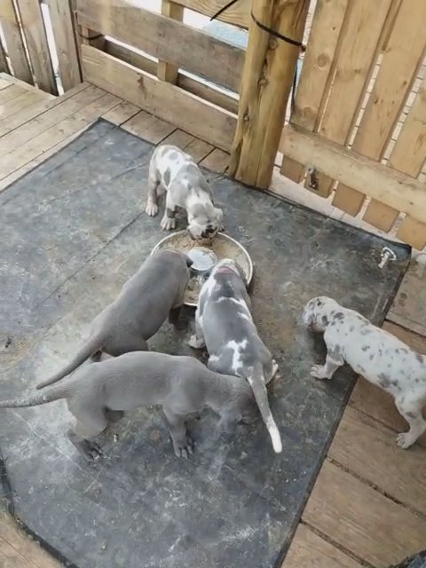 Big, Bold, Loving Great Dane Puppies in Fort Worth, Texas