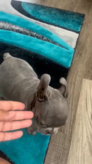 Blue French Bulldog in Gainesville, Florida