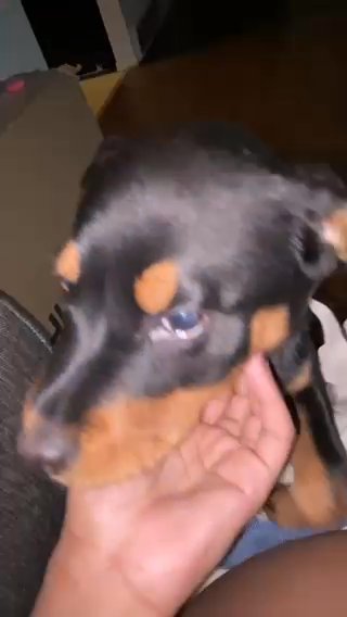 Rottweiler For Sale in Shelby, Michigan