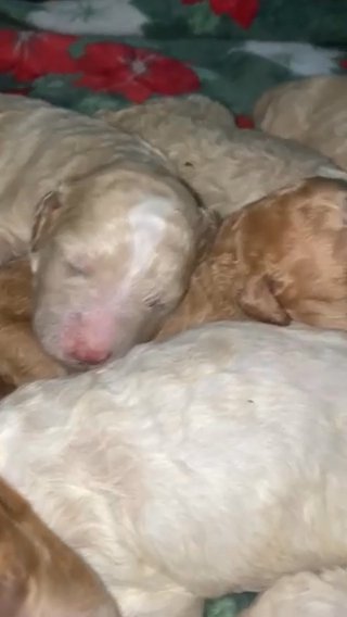 Standard Poodle Puppies in Grants Pass, Oregon