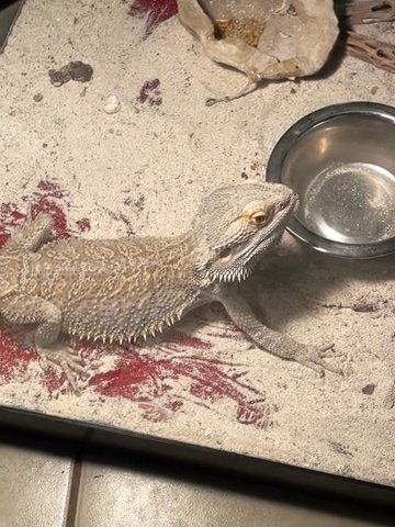 Breaded Dragon in Poinciana, Florida