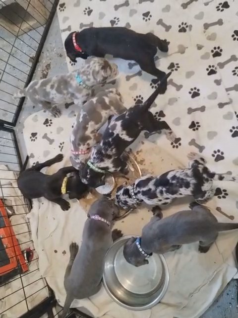 Loving, Colorful Great Dane Puppies in Fort Worth, Texas
